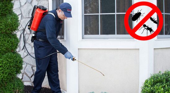 Zeytinalanı Böcek İlaçlama böcek ilaçlama ve haşere kontrolü — ilaclama-tr.com